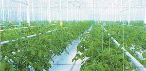 一亩西红柿年入80万，智慧翅膀让农业更高效