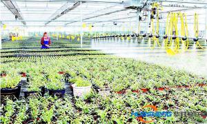 向科技要效益 德州市种出现代农业“样板田