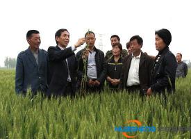 “互联网+”农技推广让种地更简单